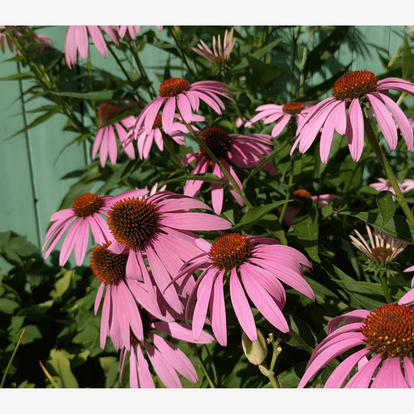 Pink flowers with green leaves against a light green background. A helpful herb for wellness