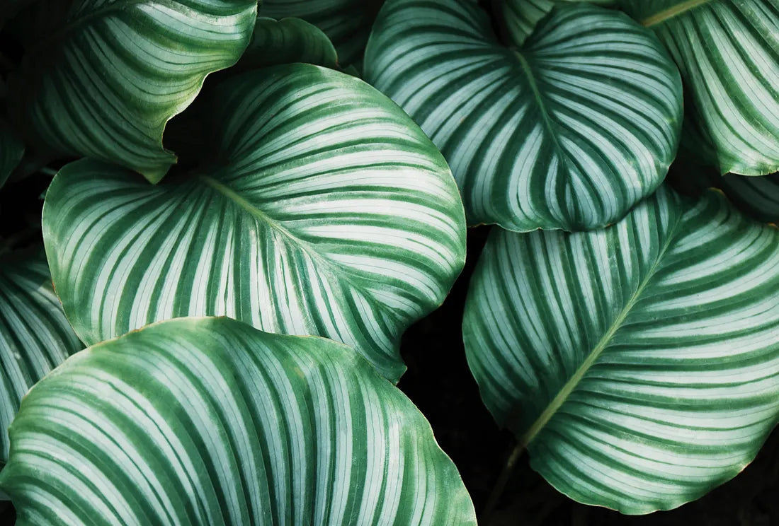 Close-up of green leaves with white veins on a dark background