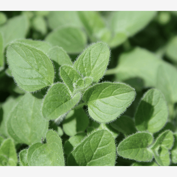 Close-up of green leaves of Oregano. A helpful herb for wellness