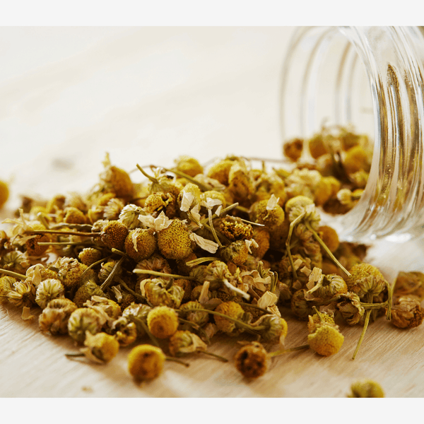 Dried herbs of chamomile  spilling out of a glass jar on a wooden surface. A helpful herb for wellness