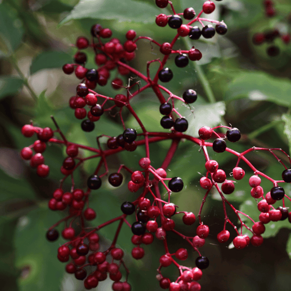 Close-up of red and elderberries on a plant with green leaves. A helpful herb for wellness