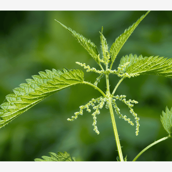 Close-up of a green plant with leaves and small flowers.A nettle A helpful herb for wellness