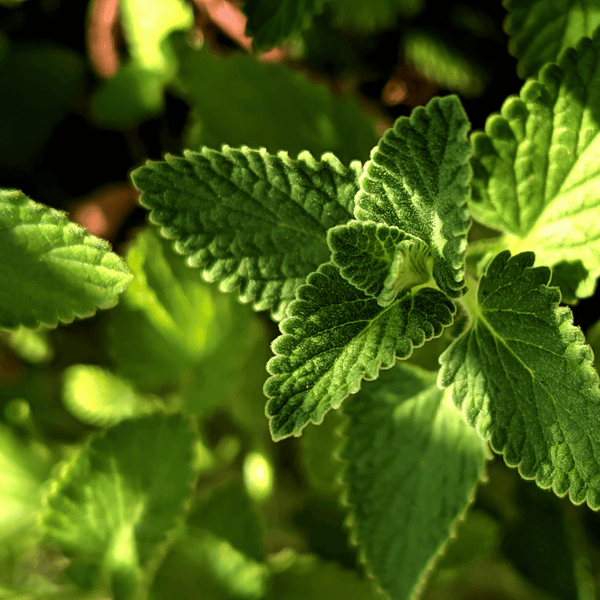 Close-up of peppermint leaves with a blurred background. A helpful herb for wellness